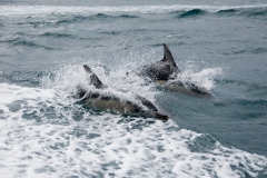 Dolphins