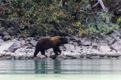 Cinnamon Bear