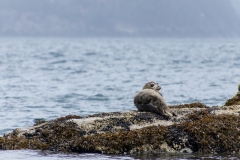 Seal on Howe Sound