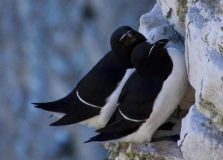 Razorbills